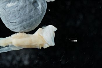 Media type: image;   Malacology 169913 Description: Digital documentation photo of preserved specimen.;